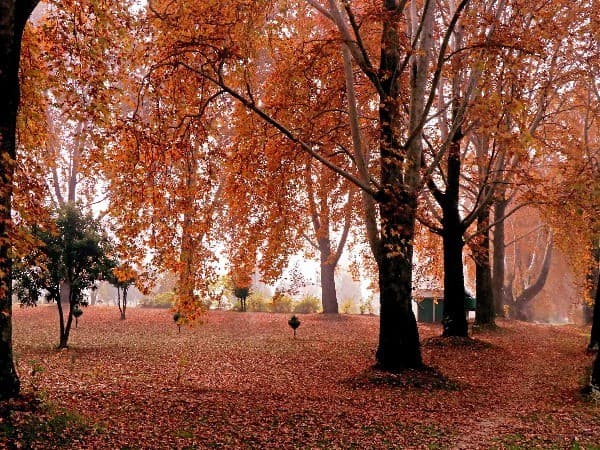 Sun rays filtering through centuries-old golden Chinar leaves in Srinagar.