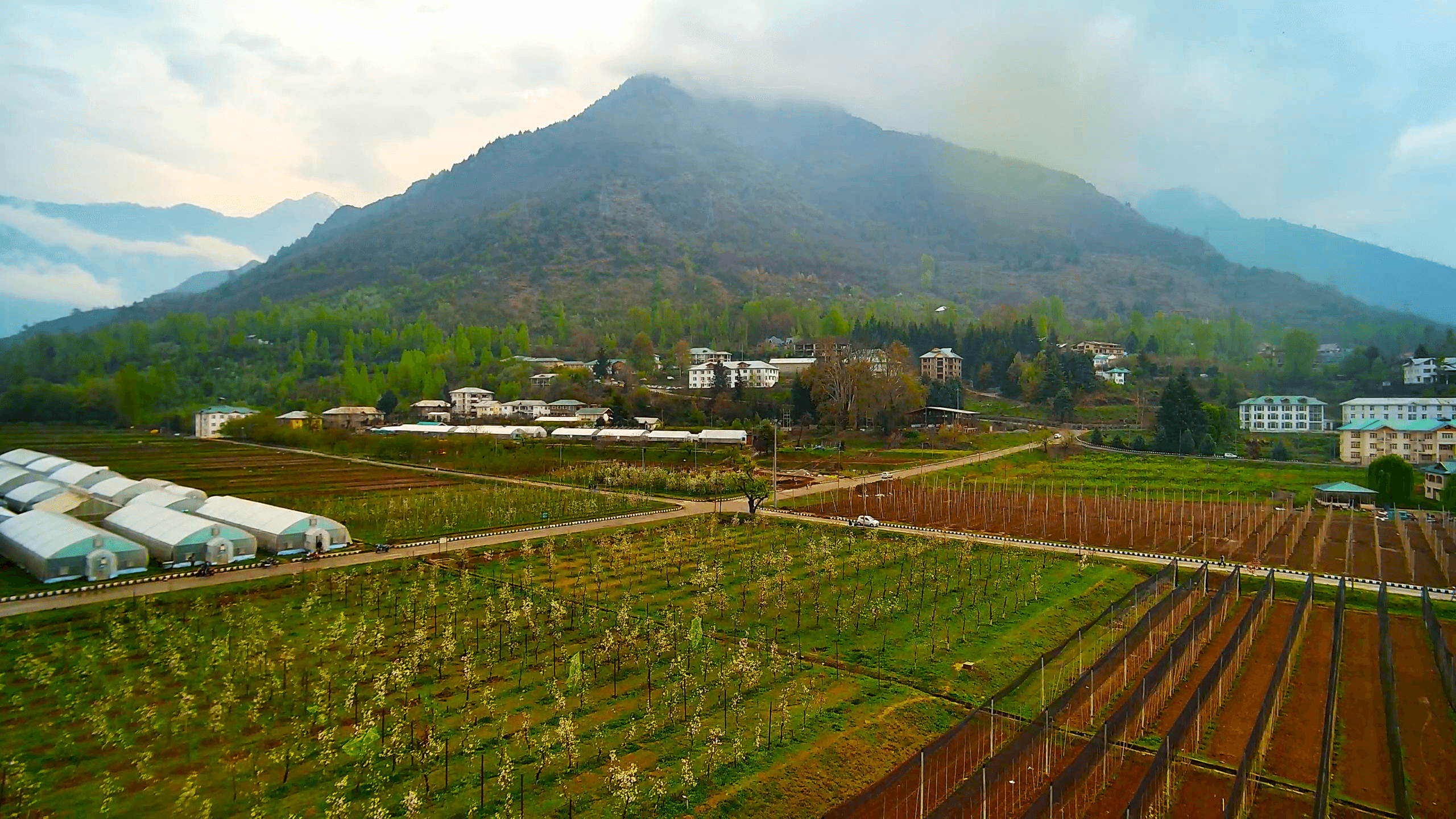 Lush green research fields on the SKUAST-K Shalimar campus.